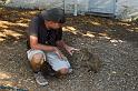 013 Rottnest Island, quokka